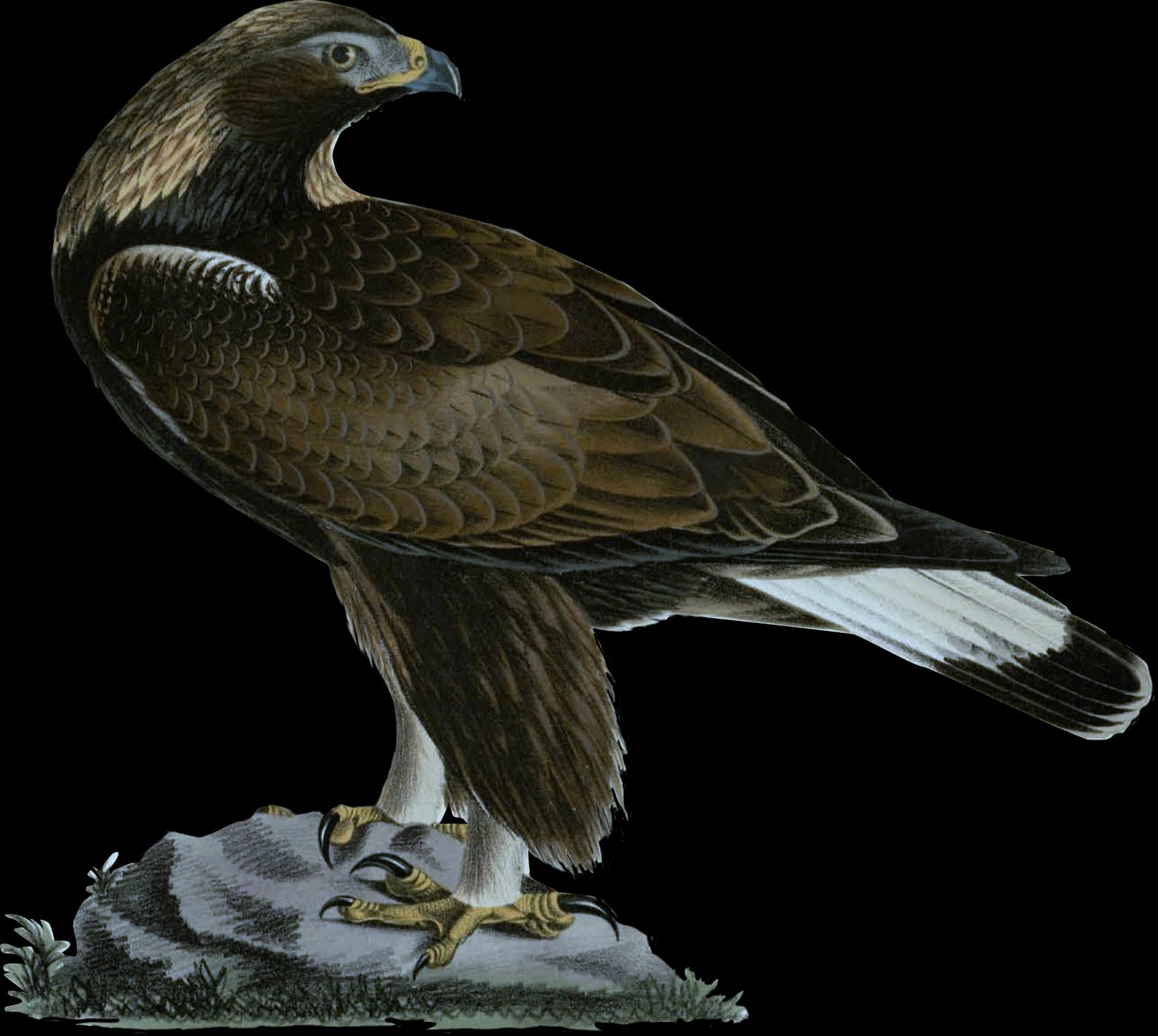 Kungsörn