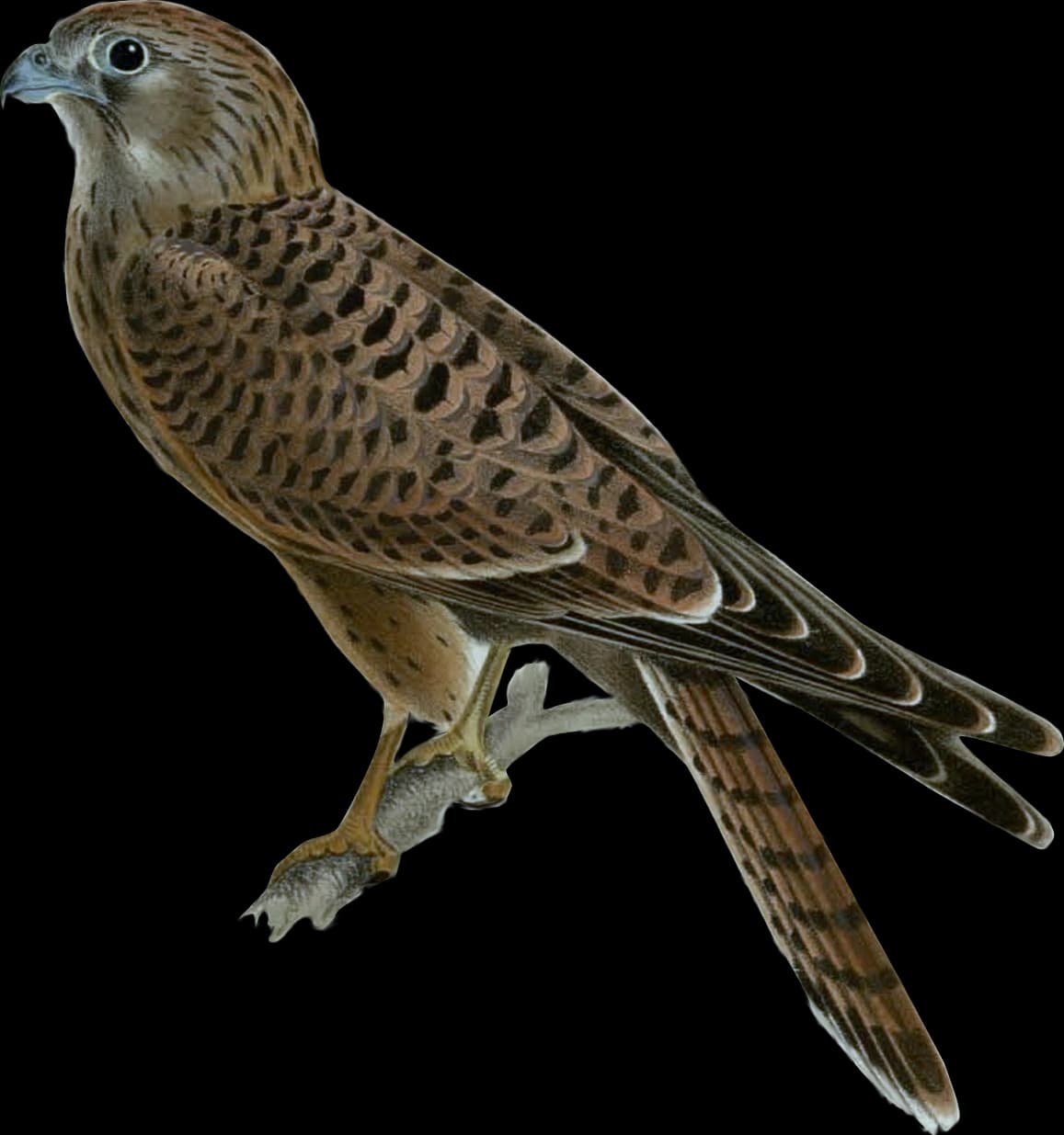 Tornfalk