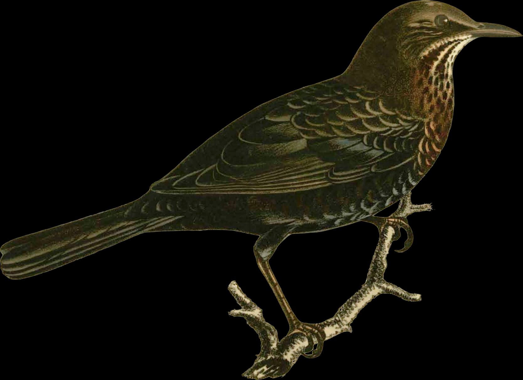 Kol Trasten ♀