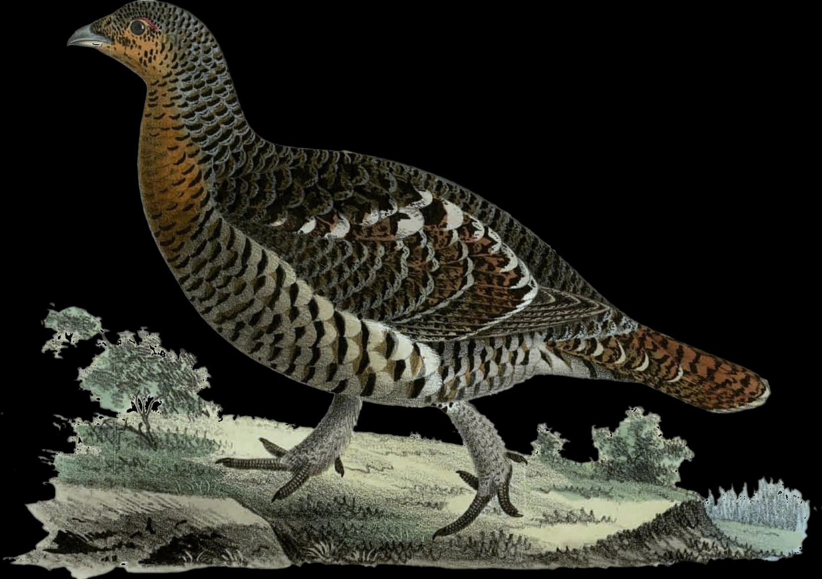 Tjäder ♀