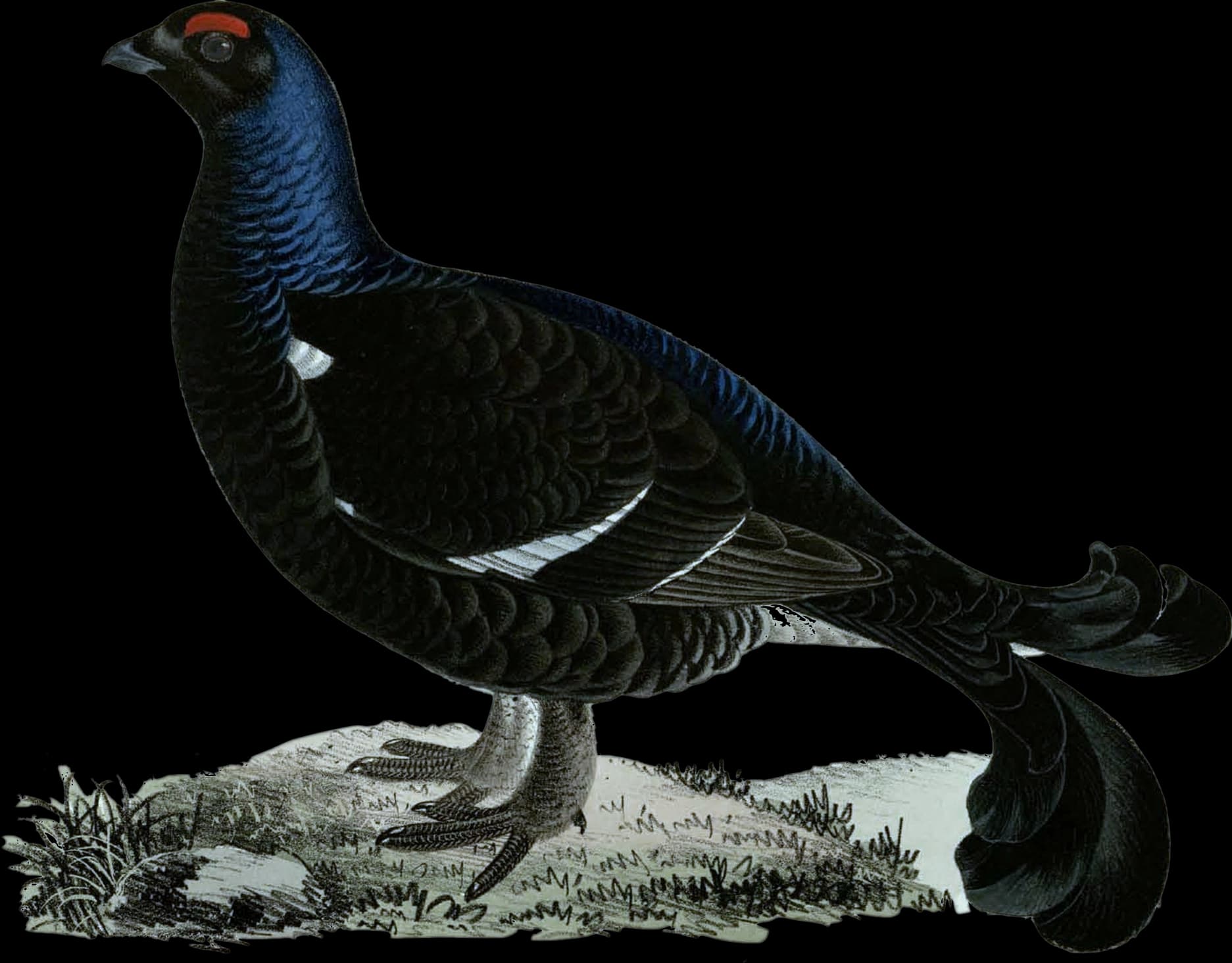 Orre ♂