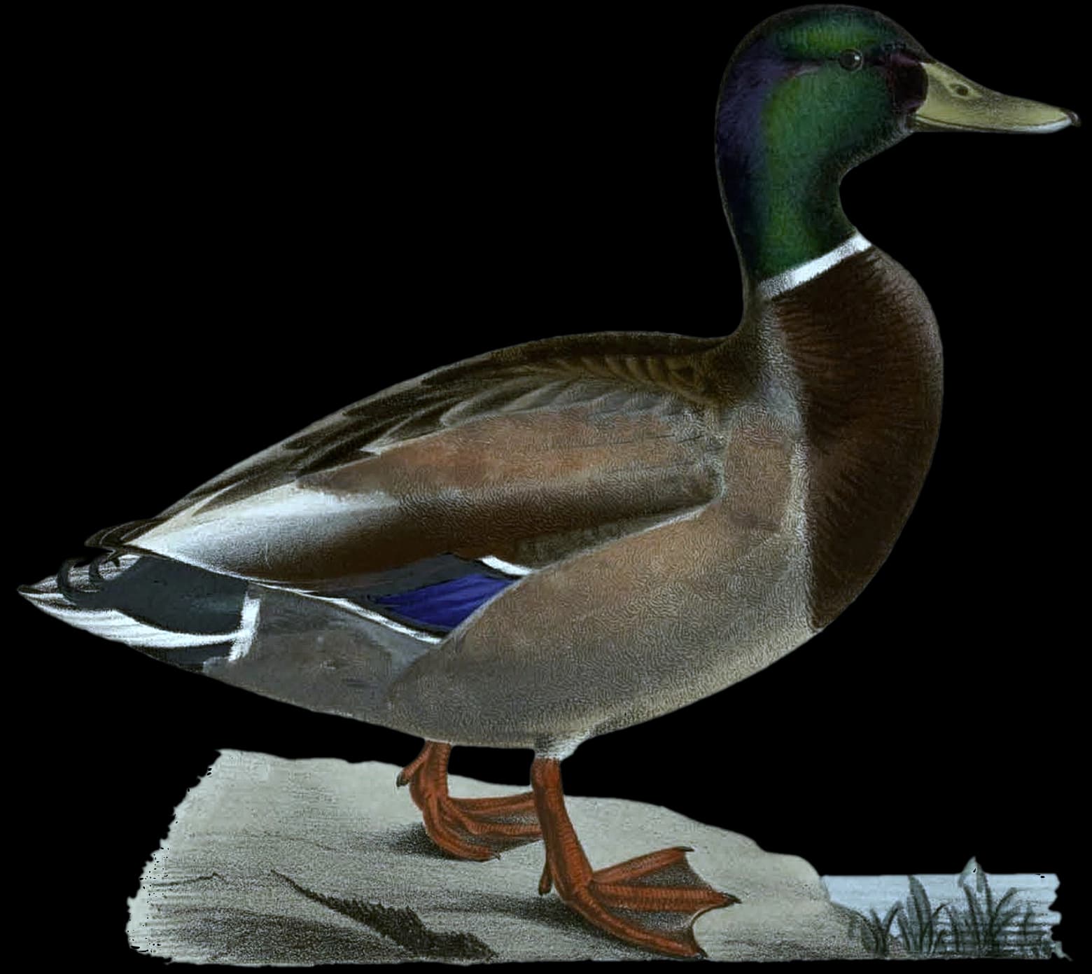 Gräsand ♂