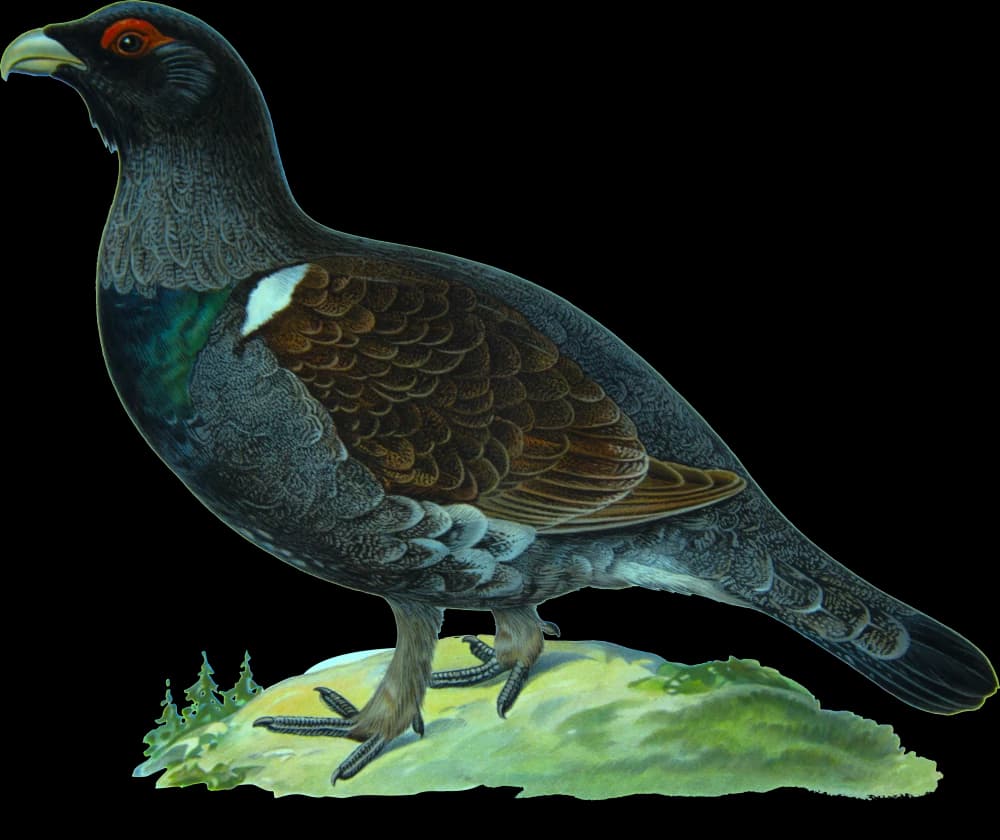 Tjäder ♂