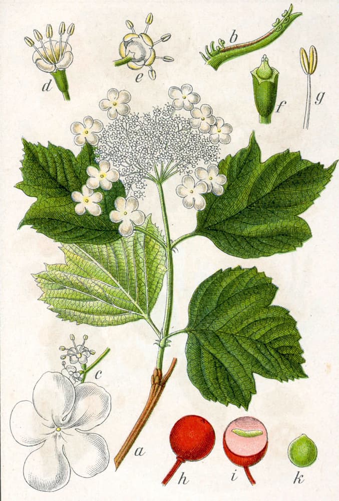 Skogsolvon