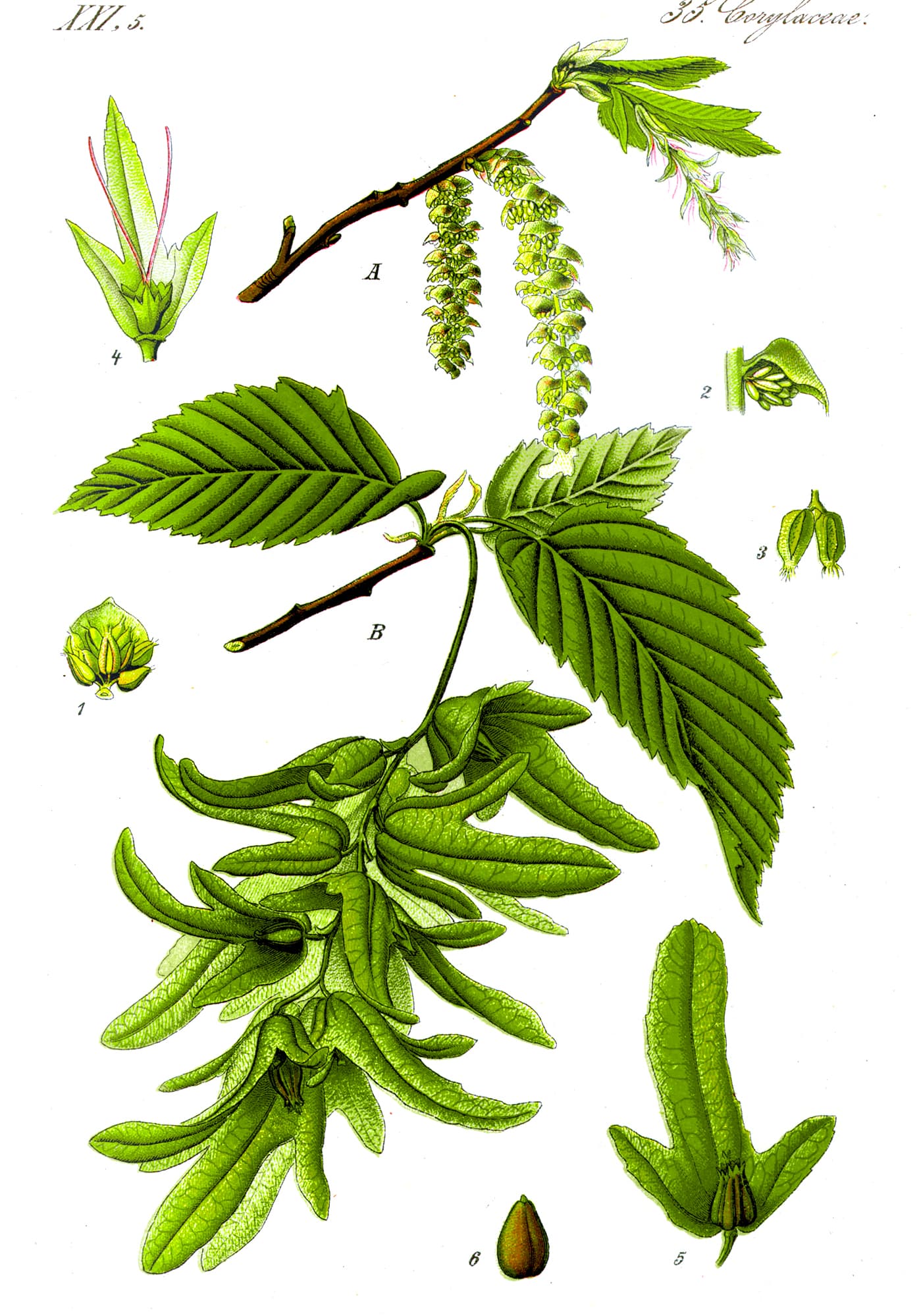 Avenbok