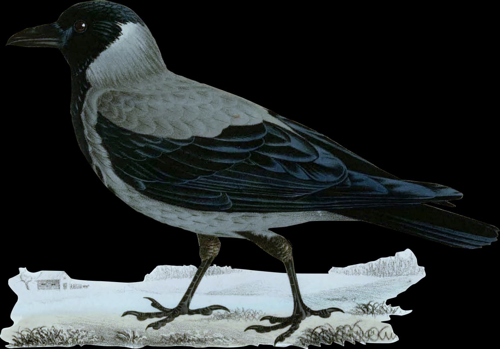 Kråka