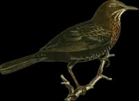 Kol Trasten ♀