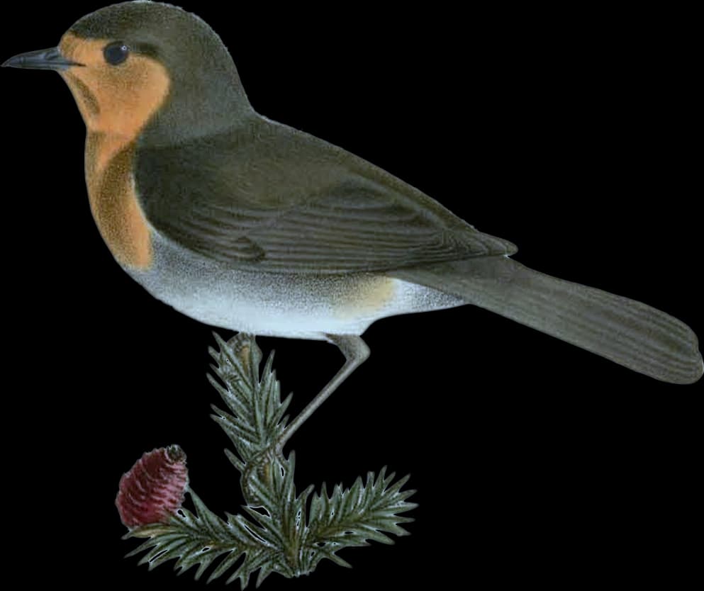 Rödhake