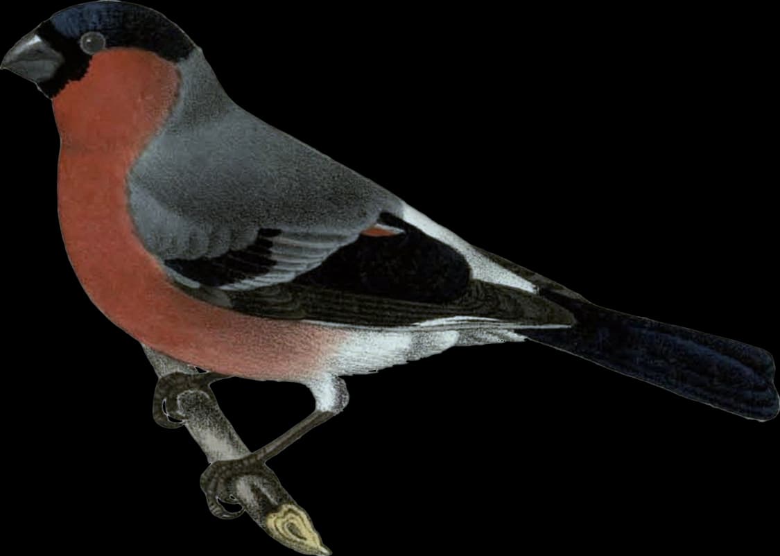 Domherre ♂
