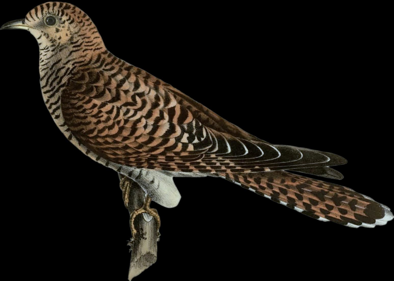 Gök ♀