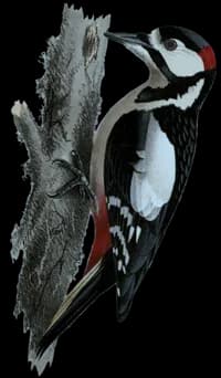 Större Hackspetten ♂