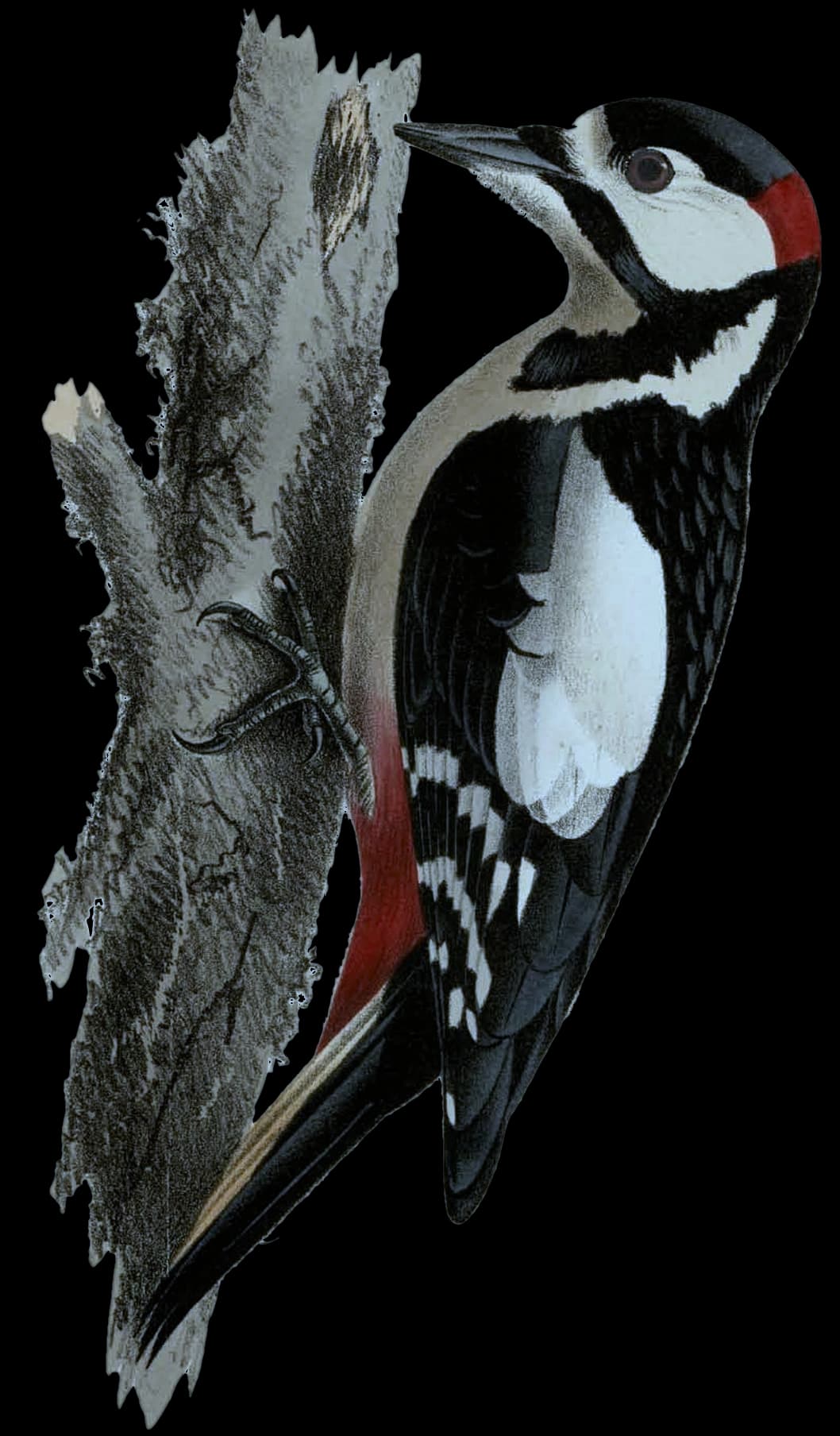 Större Hackspetten ♂