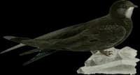 Torn Svalan