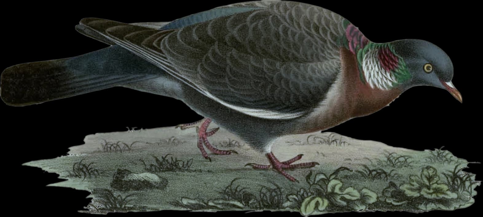 Ringdufva
