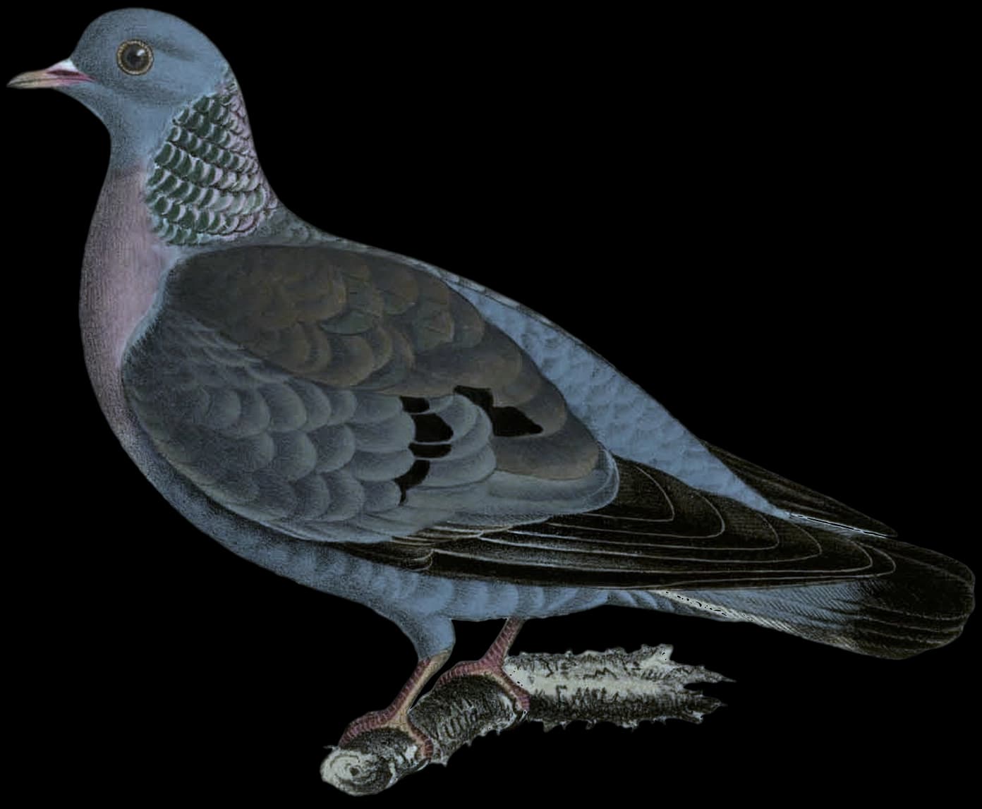 Skogsdufvan