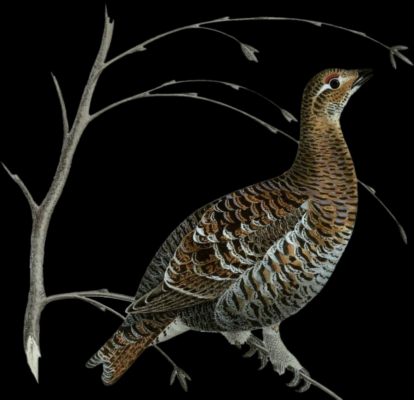 Orre ♀