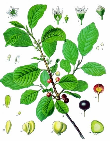 Brakved