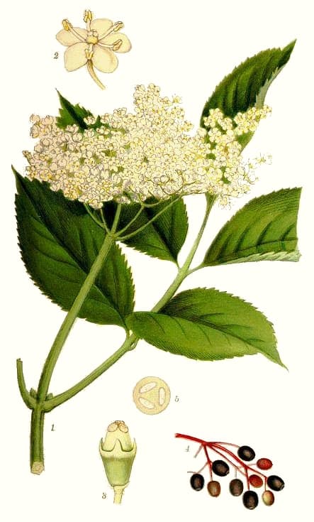 Fläder
