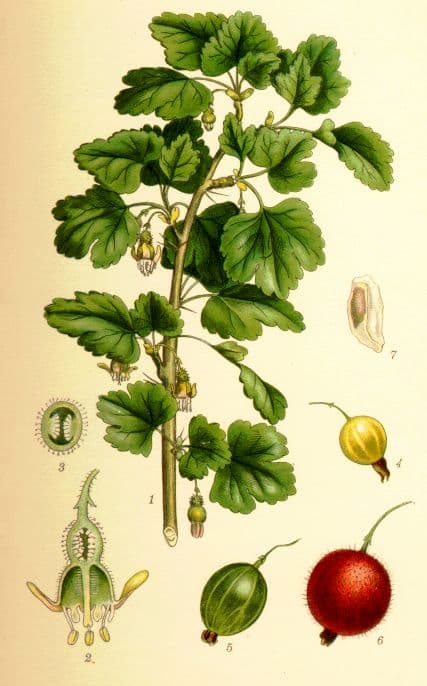 Krusbär
