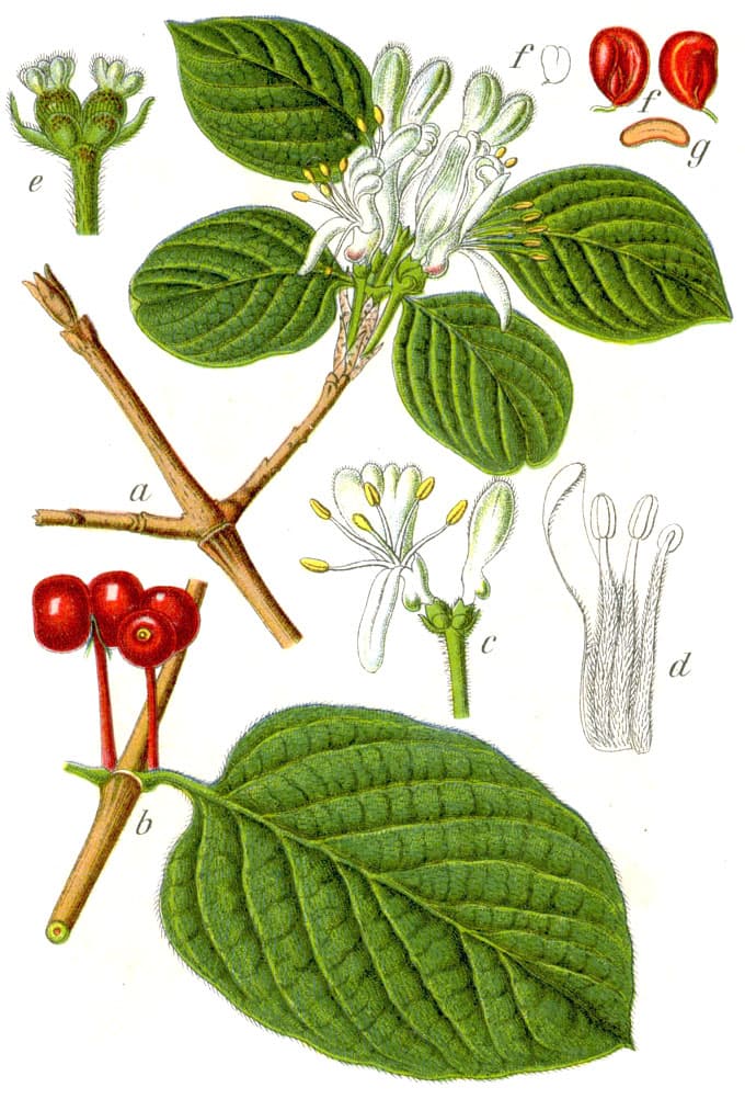 Skogstry