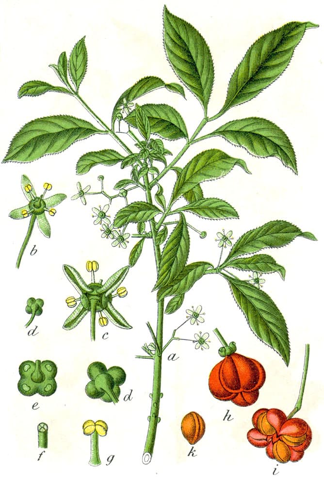 Benved