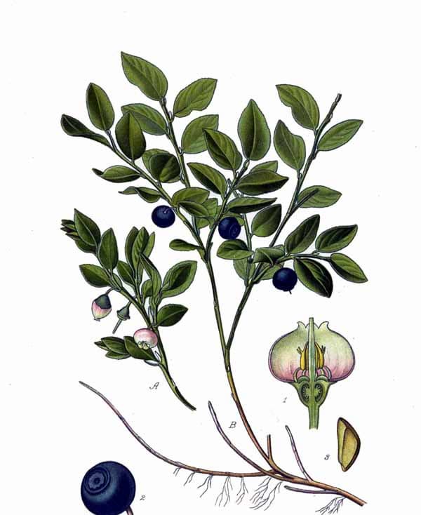 Blåbär