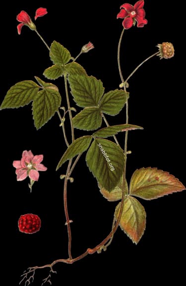 En bild på en röd blomma med röda bär