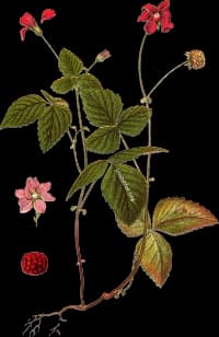 En bild på en röd blomma med röda bär