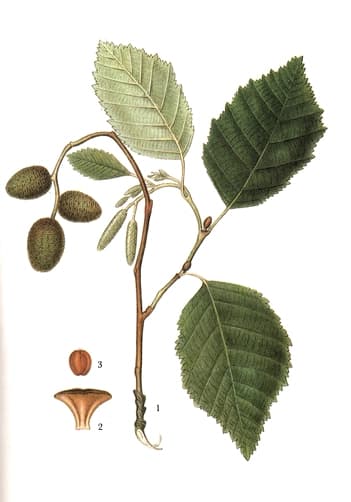 Al