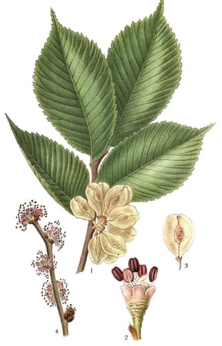 Alm