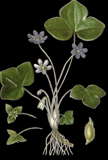 En bild på en blå blomma med sex kronblad, typisk vårblomma