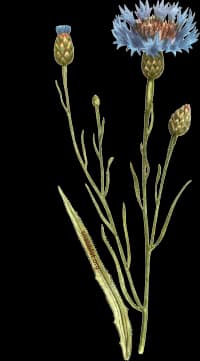 En bild på en blå blomma