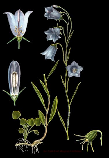 En bild på en blå blomma