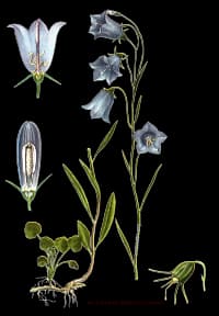 En bild på en blå blomma