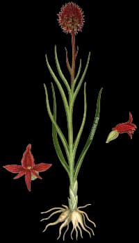 En bild på en rödbrun blomma