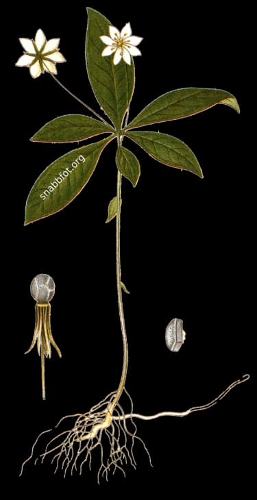 En bild på en vit blomma med spetisga blommblad