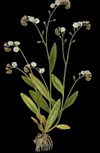 En bild på en blå blomma den har små blommor