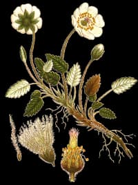 En bild på en vit blomma