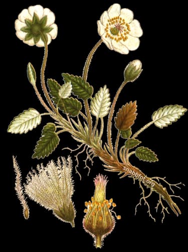 En bild på en vit blomma