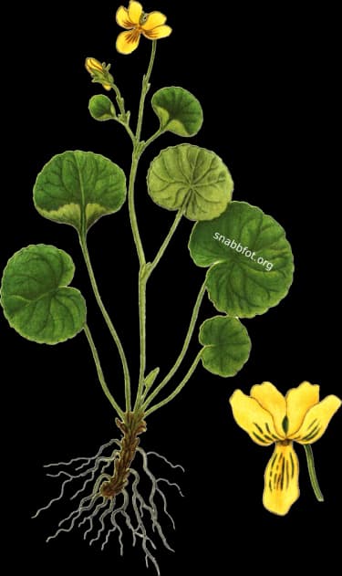 En bild på en gul blomma