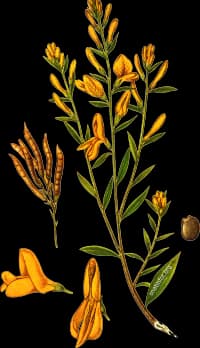 En bild på en gul blomma