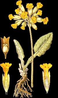 En bild på en gul blomma