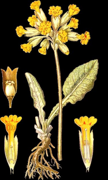 En bild på en gul blomma