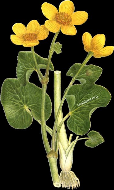 En bild på en gul blomma som växer vid vatten