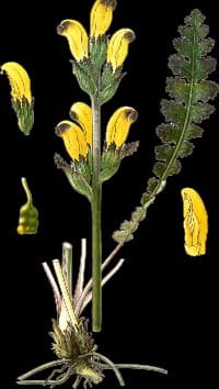 En bild på en gul blomma, med svarta toppar