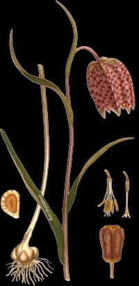 En bild på en röd blomma med svarta prickar