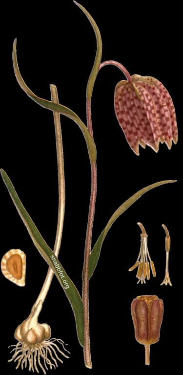 En bild på en röd blomma med svarta prickar