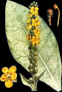 En bild på en gul blomma