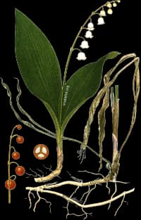 En bild på en vit blomma, blommorna ser ut som små klockor