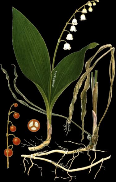 En bild på en vit blomma, blommorna ser ut som små klockor